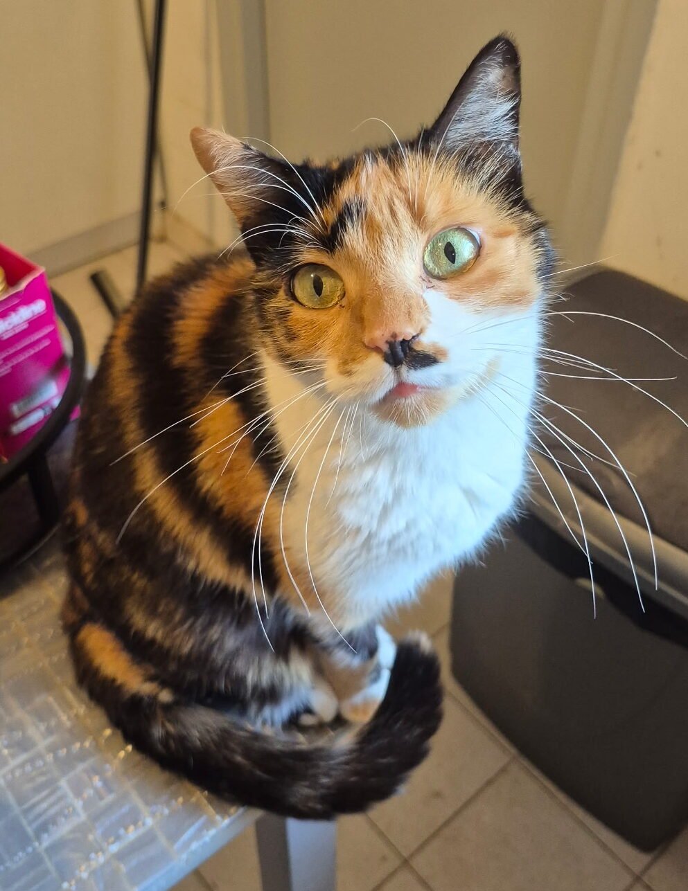 Chats sans toit, adoption, chat à adopter, Boisset et Gaujac, famille d'accueil