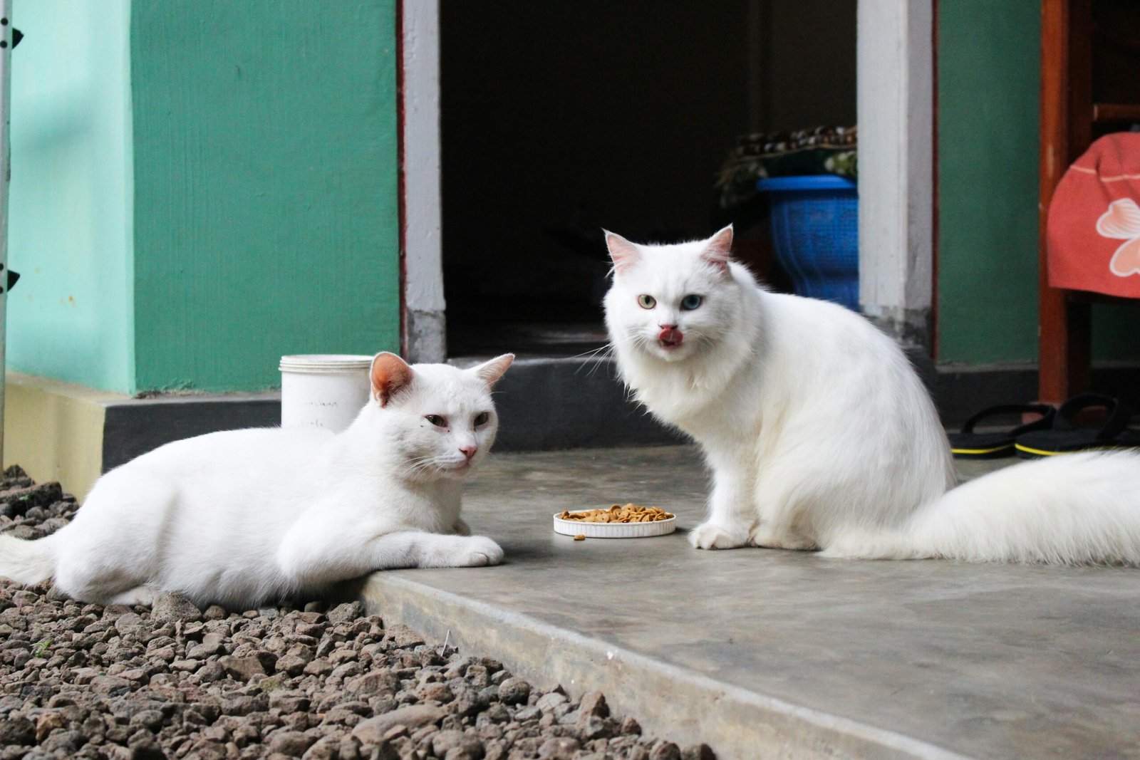 Chat, adoption, chat à adopter, Boisset et Gaujac, famille d'accueil