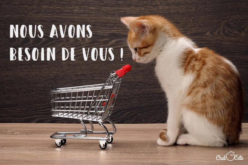 Chats sans toit, adoption, chat à adopter, Boisset et Gaujac, famille d'accueil
