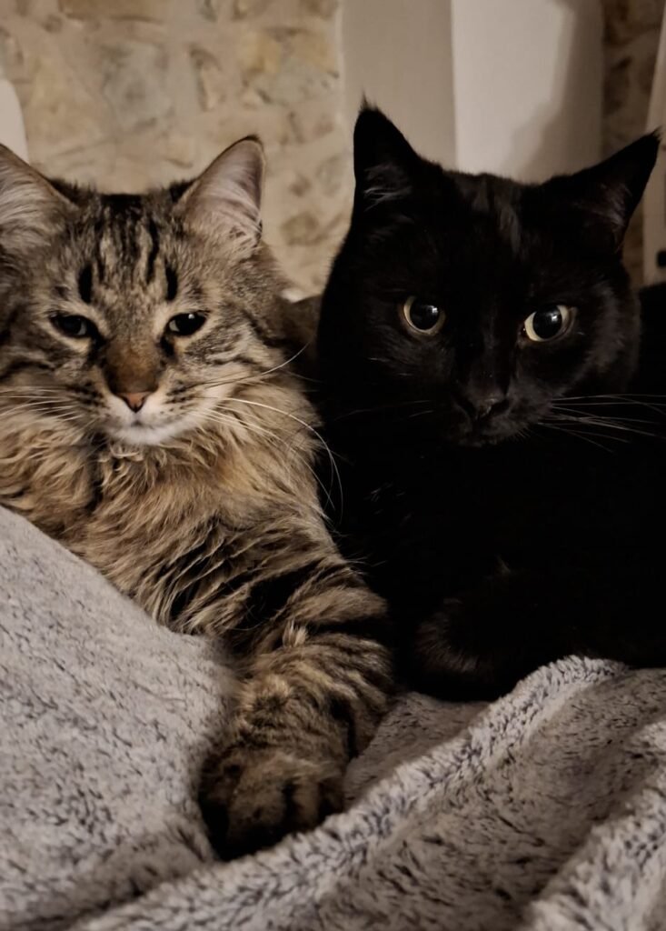 Chats sans toit, adoption, chat à adopter, Boisset et Gaujac, famille d'accueil